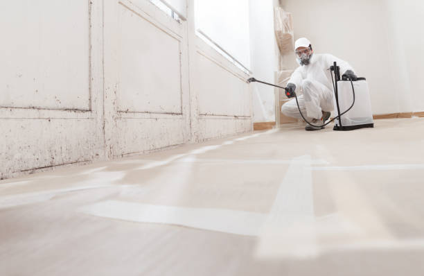 24/7 Emergency Basement Mold Removal experts in Manchester, PA