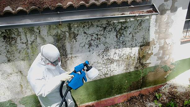 Top rated local Basement Mold Removal specialists in Manchester, PA